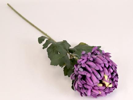 Chrizantema