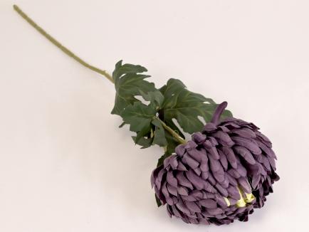 Chrizantema
