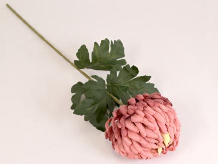 Chrizantema