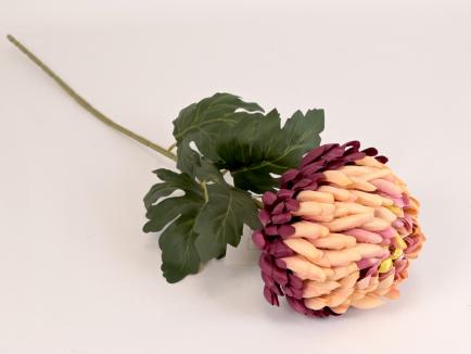 Chrizantema
