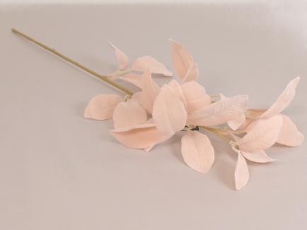 Magnolia Foliage
