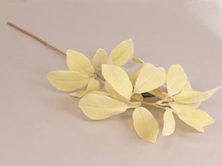 Magnolia Foliage
