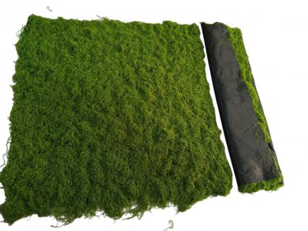 Samamų kilimas DKGR