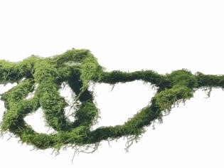 Atogrąžų miško vijoklis