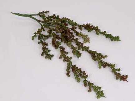 Kabanti žaluma - sukulentas