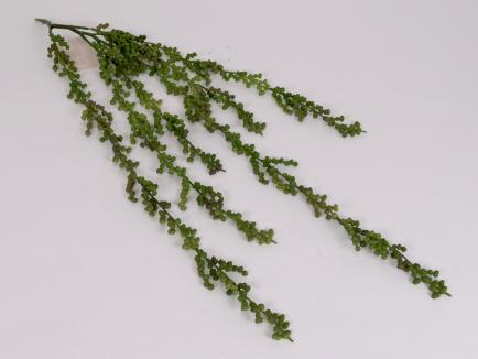 Kabanti žaluma - sukulentas