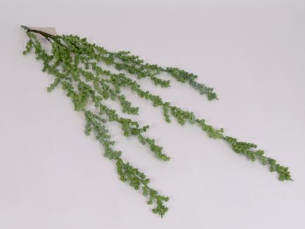 Kabanti žaluma - sukulentas