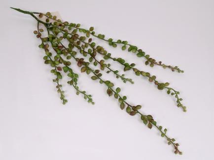 Kabanti žaluma - sukulentas