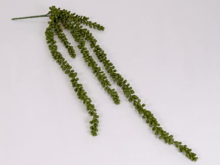 Kabanti žaluma - sukulentas