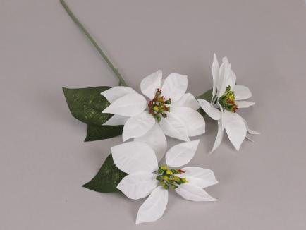 Kalėdinė puansetija