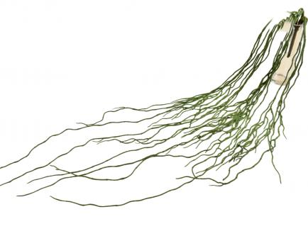 Kabanti žaluma - šaknys