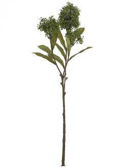 Dirbtinė skimija OLIVE