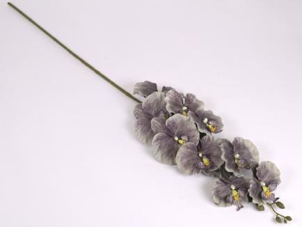 Orchidėjos šaka DKGR-12