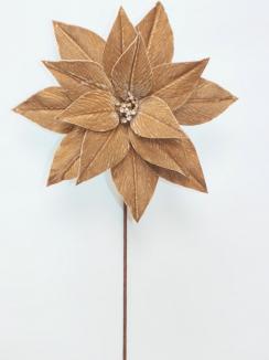 Kalėdinė puansetija Champagne Brown