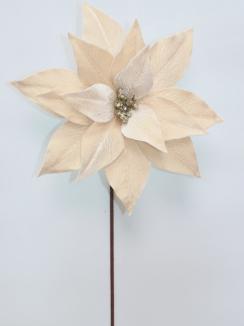 Kalėdinė puansetija Champagne