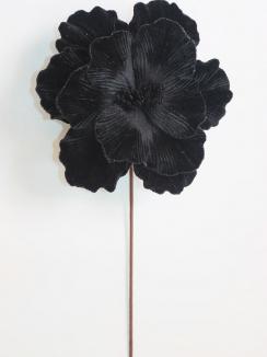 Kalėdinė puansetija Black