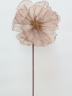 Kalėdinė puansetija Brown