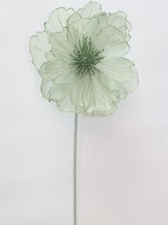 Kalėdinė puansetija Sage green