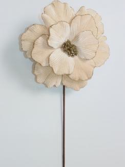 Kalėdinė puansetija Champagne