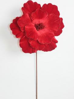 Kalėdinė puansetija Red