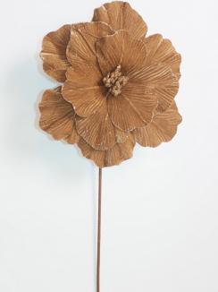 Kalėdinė puansetija Champagne Brown