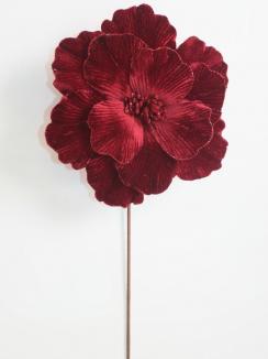 Kalėdinė puansetija Burgundy