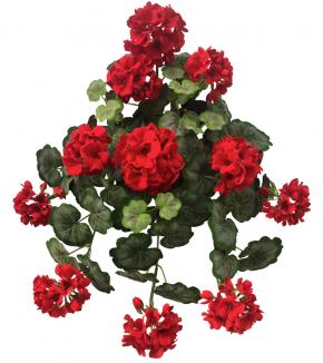 Svyranti pelargonija