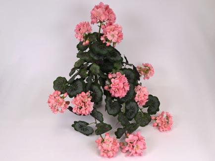 Svyranti pelargonija