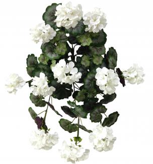 Svyranti pelargonija