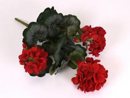 Pelargonijos krūmas
