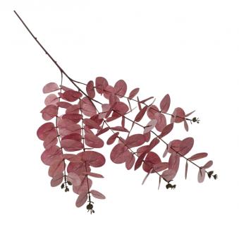 Kalėdinė eukalipto šaka