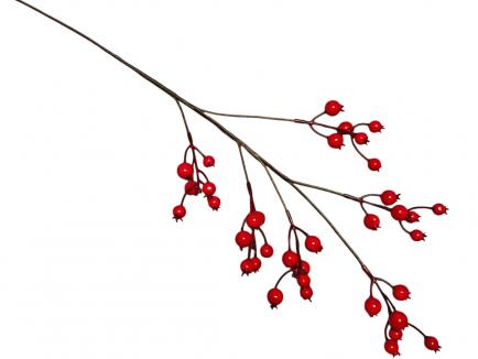 Raudonų uogų šaka