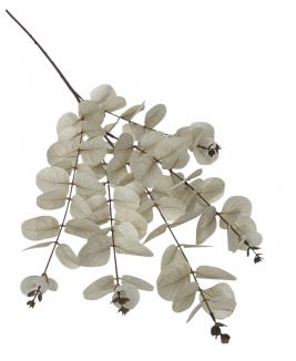 Kalėdinė eukalipto šaka