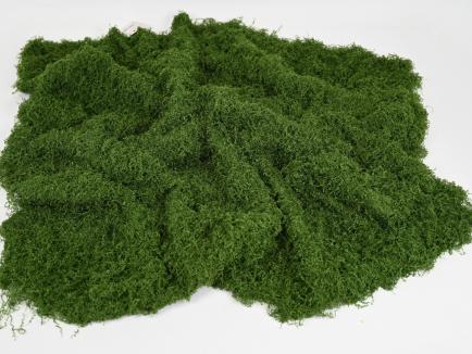 Samamų kilimas DKGR