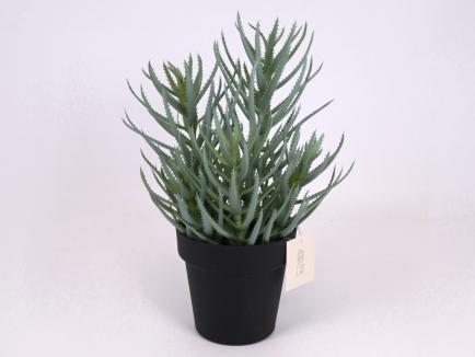 Dirbtinė žaluma vazone