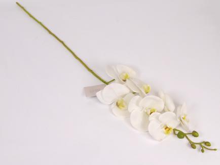 Lateksinė orchidėja WH