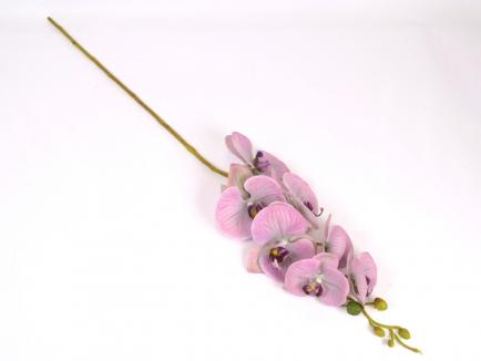 Lateksinė orchidėja PK