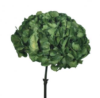Stabilizuotos hortenzijos