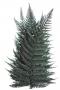Stabilizuotas papartis 