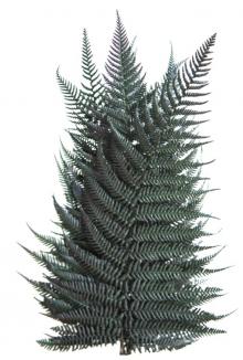 Stabilizuotas papartis 