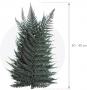 Stabilizuotas papartis 