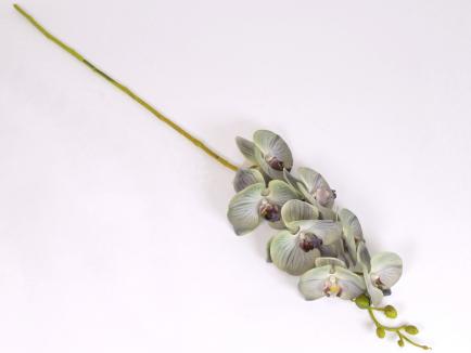 Lateksinė orchidėja PUGR