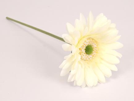 Gerbera