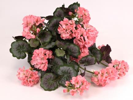 Svyranti pelargonija