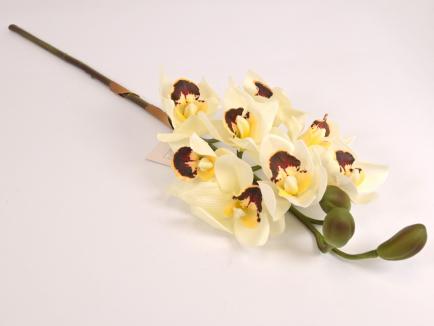 Orchidėja lateksinė