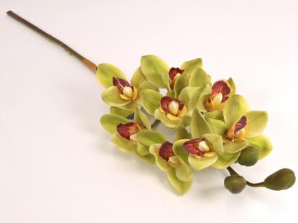 Orchidėja lateksinė