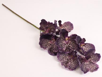 Orchidėja lateksinė