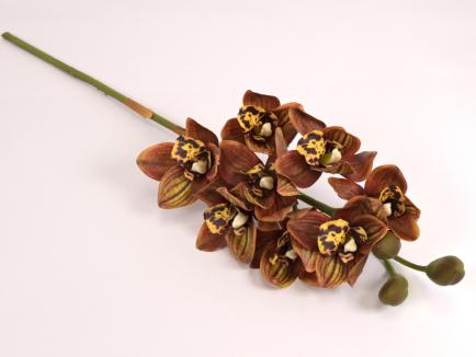 Orchidėja lateksinė