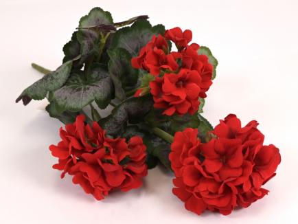 Pelargonijos krūmas