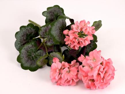 Pelargonijos krūmas